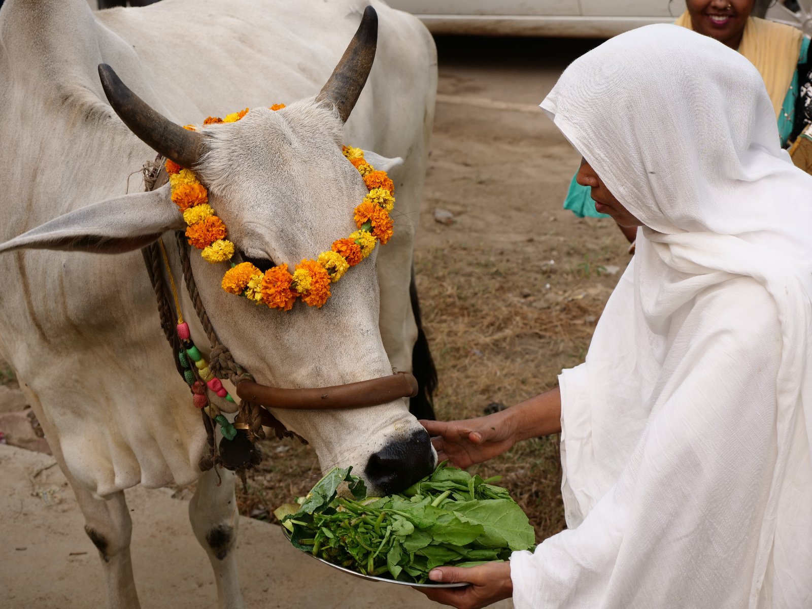  34 Gopashtami Radha kunda Govardhan 19.11.04